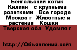 Бенгальский котик Килиан , с крупными розетками - Все города, Москва г. Животные и растения » Кошки   . Тверская обл.,Удомля г.